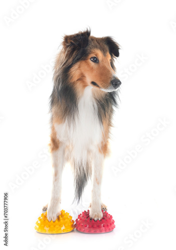 Фотография Shetland Sheepdog in studio