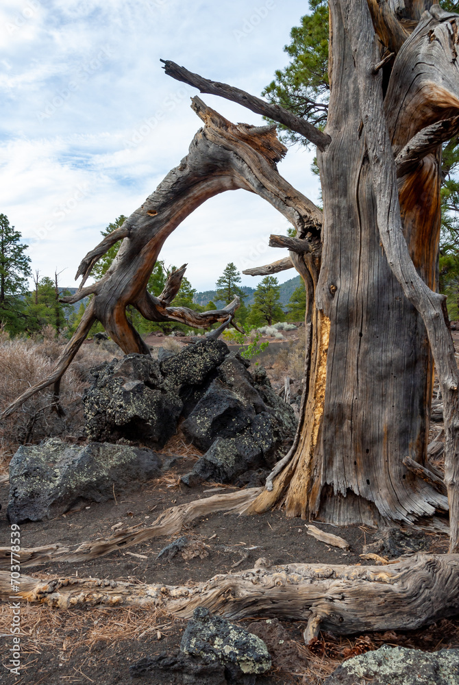 Dead tree in the foreground, pine coniferous trees growing on volcanic pumice and lava Dead tree in the foreground, pine coniferous trees growing on volcanic pumice and lava