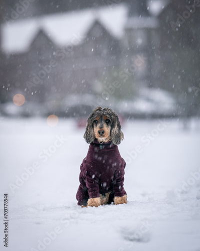 Tri Sable Cocker Spaniel dog set against the backdrop of a Scottish snow-filled day with stately manor.   Sitting in the snow with warm fleece to keep warm looking to one side.  Snowfall.