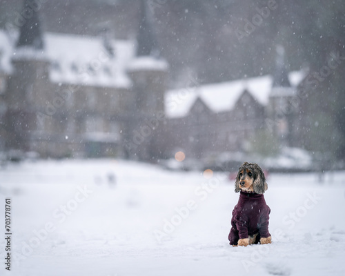 Tri Sable Cocker Spaniel dog set against the backdrop of a Scottish snow-filled day with stately manor with background space.  Sitting in the snow with warm fleece.