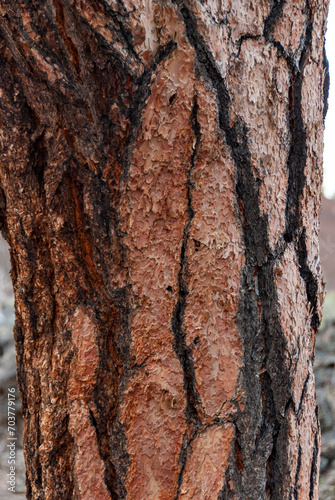 The surface of the bark of an old coniferous pine tree grown on volcanic lava in Sunset Crater Volcano NM