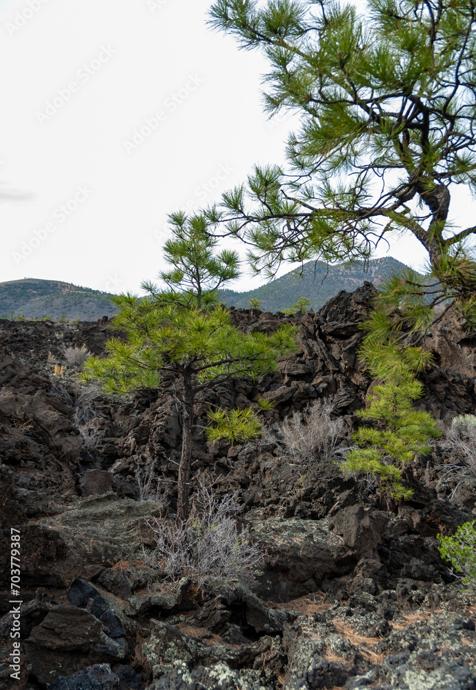 Forest of coniferous trees and pine trees on lava volcanic mountains of black pumice in Sunset Crater Volcano NM