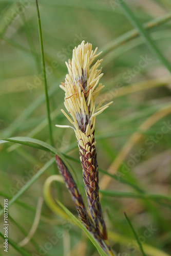 Vertical closeup on the springtime blossoming Mop-headed Sedge, Carex caryophyllea photo