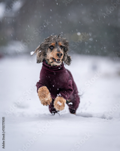 Portrait of Tri Sable Cocker Spaniel dog set against snow-filled background running with warm fleece to keep warm.  Snow falls in the background.