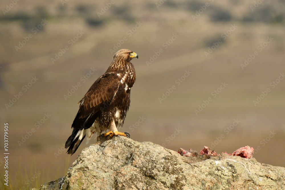 Fototapeta premium aguila real alimantándose en la sierra abulense