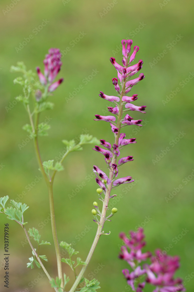 Vertical closeup on a light purple flowering common drug fumitory or earth smoke wildflower, Fumaria officinalis