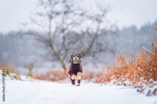 Tri Sable Cocker Spaniel dog set against snow-filled background running with warm fleece to keep warm.  Snow falls in the background with winter vegetation and bare tree.