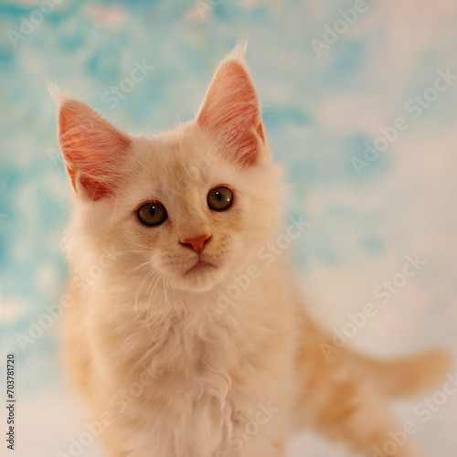 Head portrait of Maine Coon red silver blotched tabby kitten on a light blue floral background.