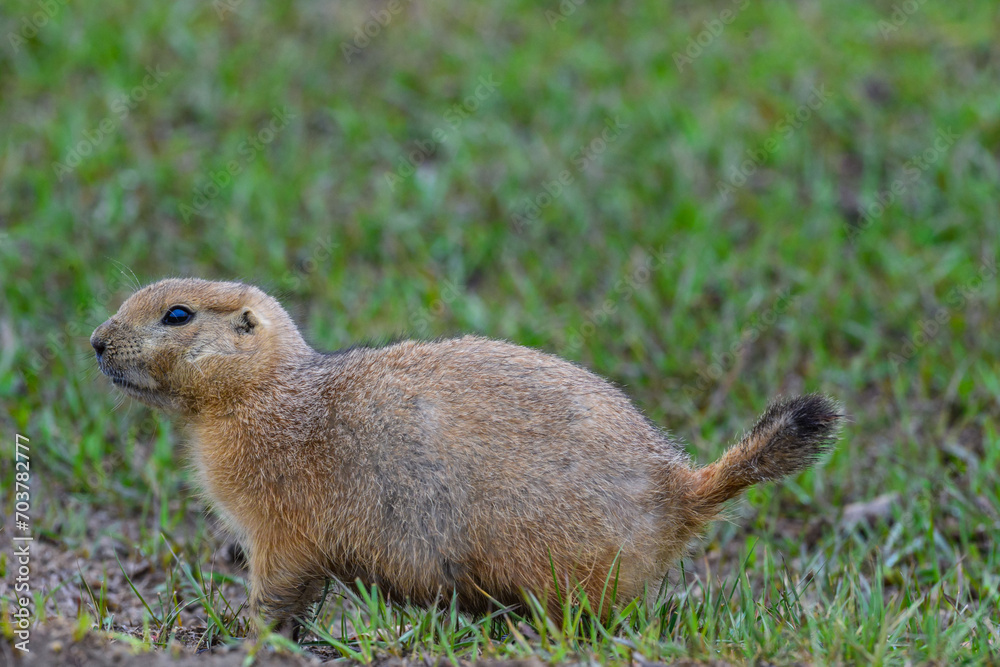Fototapeta premium The black-tailed prairie dog (Cynomys ludovicianus) watching near an underground hole, Theodore Roosevelt National Park, North Dakota
