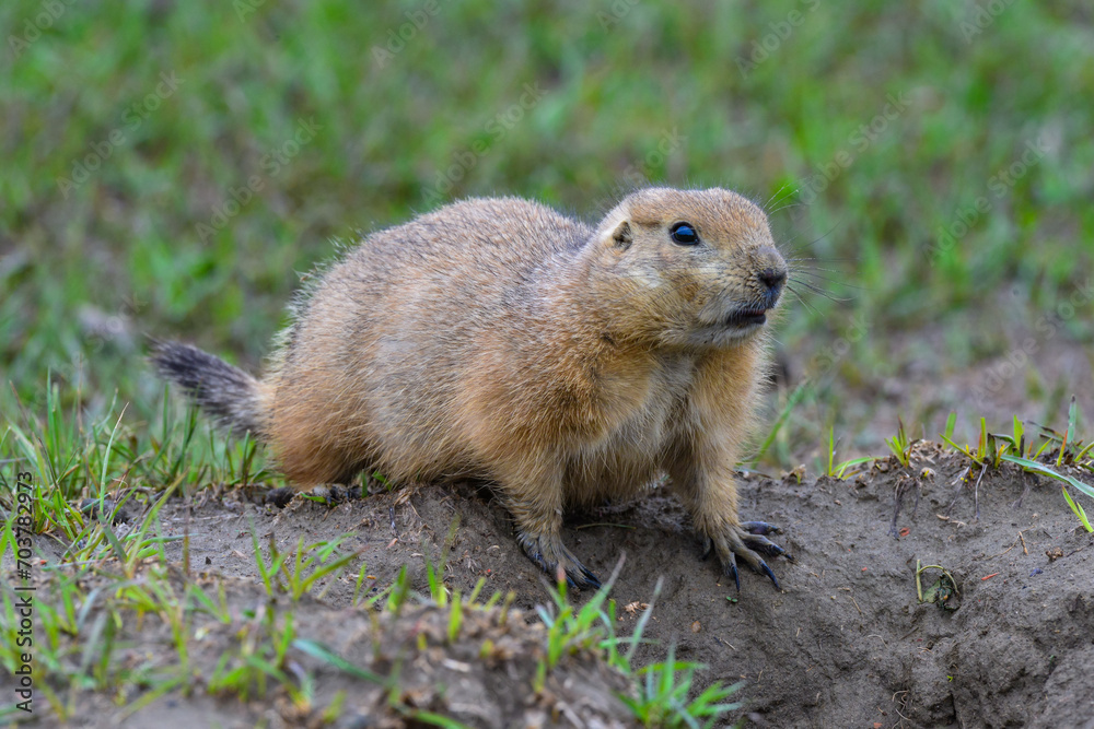The black-tailed prairie dog (Cynomys ludovicianus) watching near an underground hole, Theodore Roosevelt National Park, North Dakota The black-tailed prairie dog (Cynomys ludovicianus) watching near an underground hole, Theodore Roosevelt National Park, North Dakota