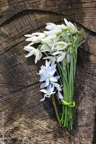 Fr  hlingsblumen mit Schneegl  ckchen auf Holz