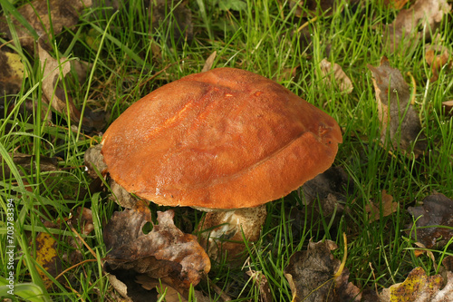 Closeup on the orange brown colored red-capped scaber stalk. mushroom, Leccinum aurantiacum