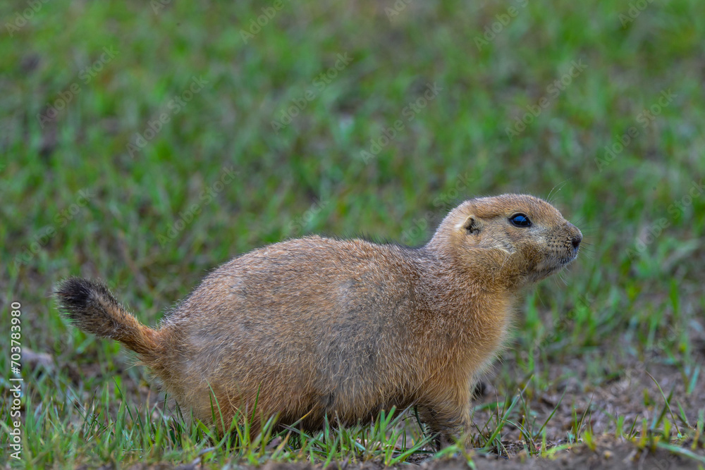 The black-tailed prairie dog (Cynomys ludovicianus) watching near an underground hole, Theodore Roosevelt National Park, North Dakota The black-tailed prairie dog (Cynomys ludovicianus) watching near an underground hole, Theodore Roosevelt National Park, North Dakota