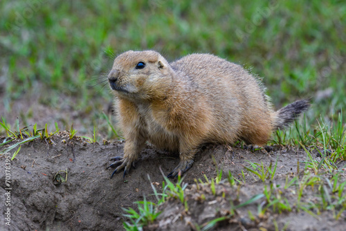 The black-tailed prairie dog (Cynomys ludovicianus), Theodore Roosevelt National Park, North Dakota