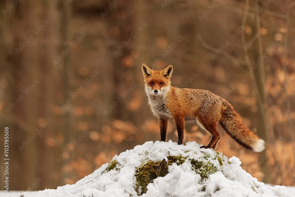 Obraz premium male red fox (Vulpes vulpes) fits with the orange forest background