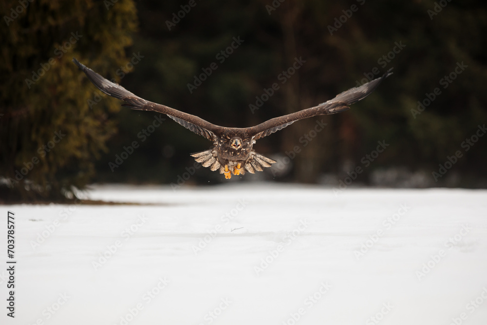 Obraz premium female White-tailed eagle (Haliaeetus albicilla) flying just above the snow