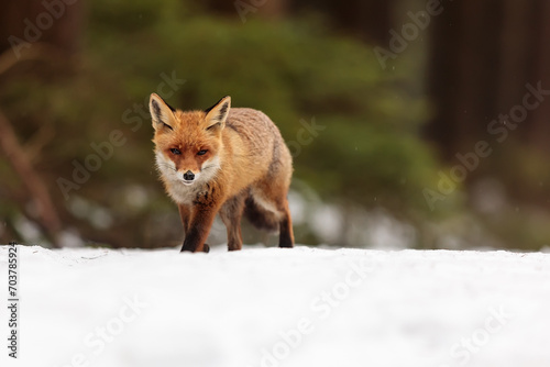 male red fox  Vulpes vulpes  walking across the snow