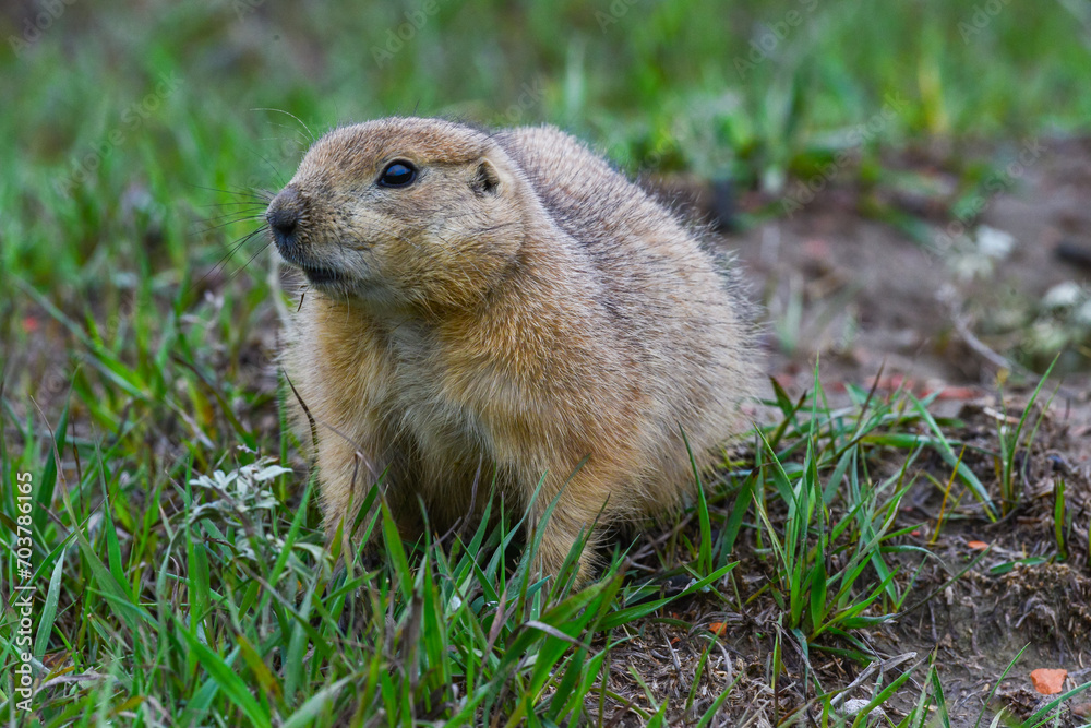The black-tailed prairie dog (Cynomys ludovicianus), Theodore Roosevelt National Park, North Dakota The black-tailed prairie dog (Cynomys ludovicianus), Theodore Roosevelt National Park, North Dakota
