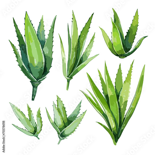 Set of green aloe vera watercolor isolated on white background. Vector illustration, Watercolor hand painted botanical aloe vera plant