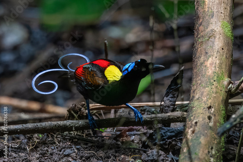 Wilson's bird-of-paradise or Diphyllodes respublica seen in Waigeo in West Papua