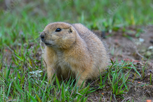 The black-tailed prairie dog (Cynomys ludovicianus), Theodore Roosevelt National Park, North Dakota