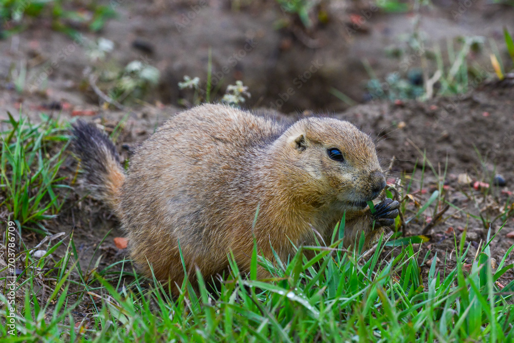 The black-tailed prairie dog (Cynomys ludovicianus), Animal eats green grass, Theodore Roosevelt National Park, North Dakota The black-tailed prairie dog (Cynomys ludovicianus), Animal eats green grass, Theodore Roosevelt National Park, North Dakota