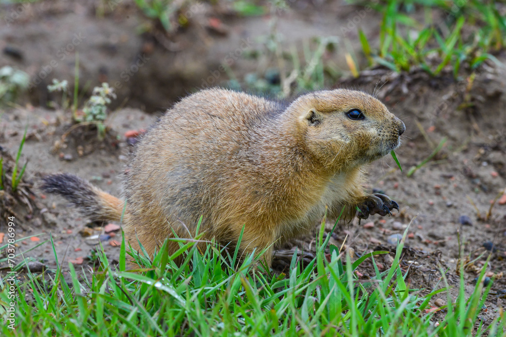 The black-tailed prairie dog (Cynomys ludovicianus), Animal eats green grass, Theodore Roosevelt National Park, North Dakota The black-tailed prairie dog (Cynomys ludovicianus), Animal eats green grass, Theodore Roosevelt National Park, North Dakota