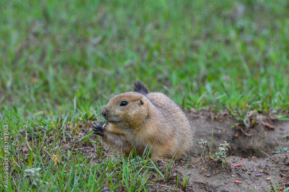 The black-tailed prairie dog (Cynomys ludovicianus), Animal eats green grass, Theodore Roosevelt National Park, North Dakota The black-tailed prairie dog (Cynomys ludovicianus), Animal eats green grass, Theodore Roosevelt National Park, North Dakota