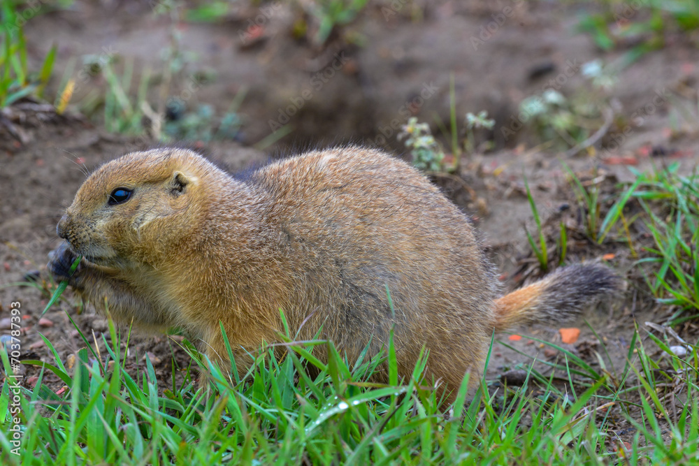 The black-tailed prairie dog (Cynomys ludovicianus), Animal eats green grass, Theodore Roosevelt National Park, North Dakota The black-tailed prairie dog (Cynomys ludovicianus), Animal eats green grass, Theodore Roosevelt National Park, North Dakota