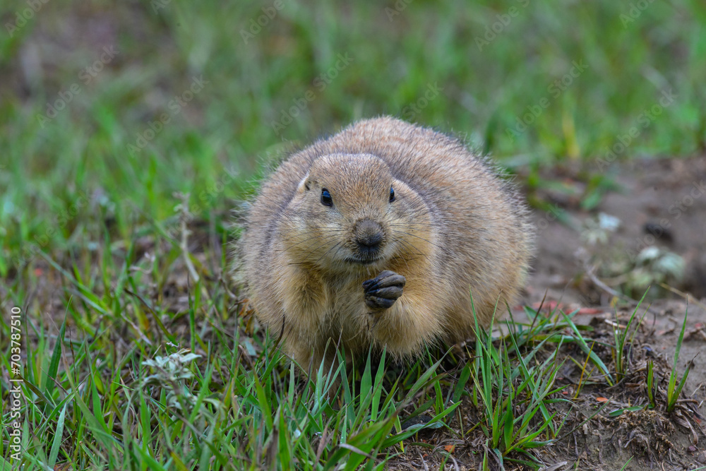 The black-tailed prairie dog (Cynomys ludovicianus), Animal eats green grass, Theodore Roosevelt National Park, North Dakota The black-tailed prairie dog (Cynomys ludovicianus), Animal eats green grass, Theodore Roosevelt National Park, North Dakota