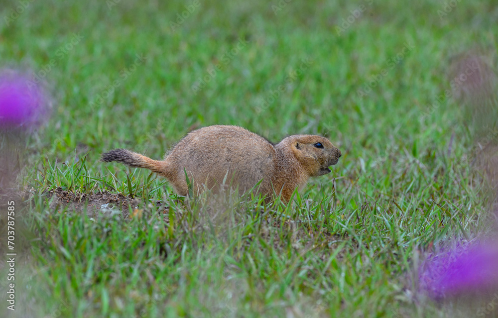 The black-tailed prairie dog (Cynomys ludovicianus), Theodore Roosevelt National Park, North Dakota The black-tailed prairie dog (Cynomys ludovicianus), Theodore Roosevelt National Park, North Dakota