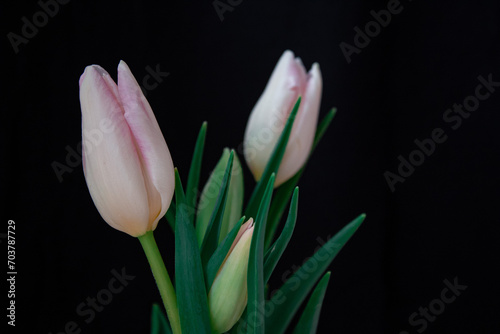 tulips on black background
