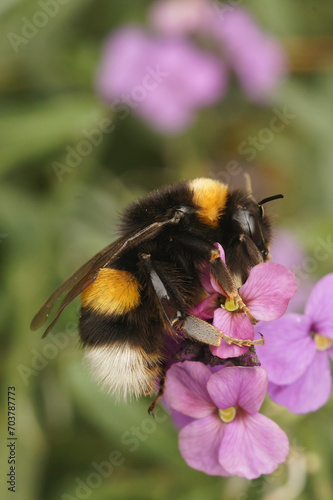 Vertical closeup on a buff-tailed or large earth bumblebee, Bombus terrestris on a purple wallflower