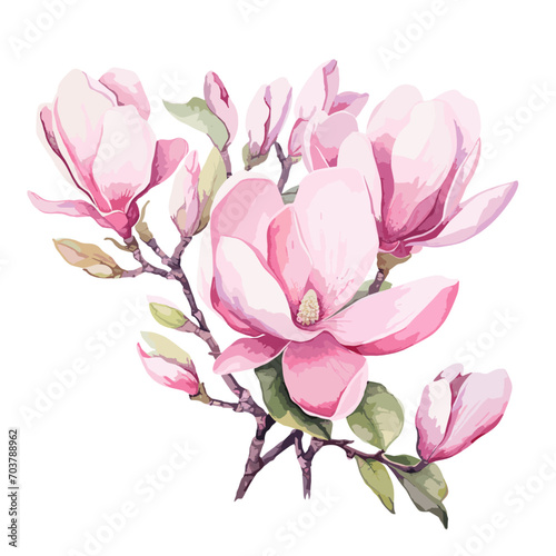 magnolia flowers watercolor pink beautiful art artwork illustration  Blooming magnolia branch. Watercolor illustration. pink Magnolias. Hand drawn isolated. Botanical flowers