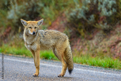 The coyote (Canis latrans), the animal came out onto the road, Theodore Roosevelt National Park, North Dakota
