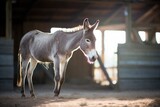 backlit mule with rustic barn background