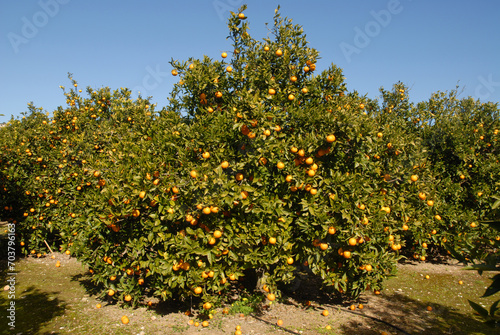 Orange orchard, Alicante Provincee, Spain