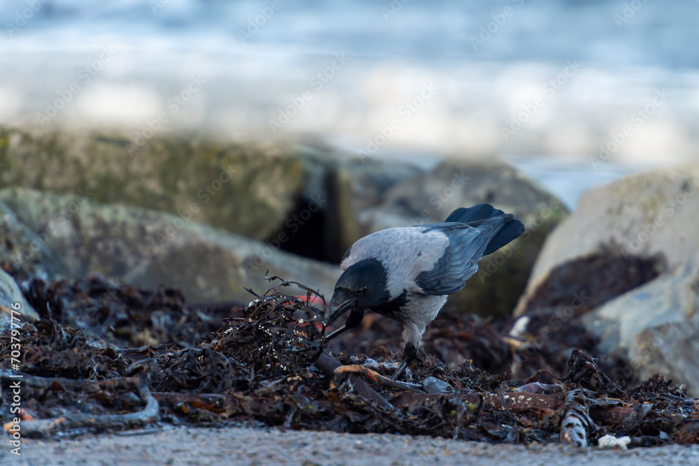 Fototapeta premium imagen de un cuervo negro y gris buscando comida entre las piedras con el mar de fondo