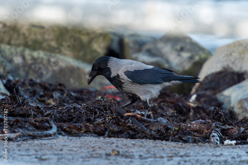 imagen de un cuervo negro y gris buscando comida entre las algas y las piedras 