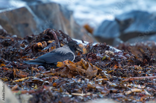 imagen de un cuervo entre las rocas y los desperdicios, buscando comida 