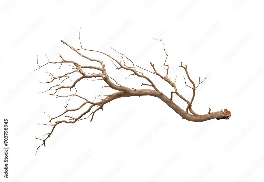 dry_branch dry_branch