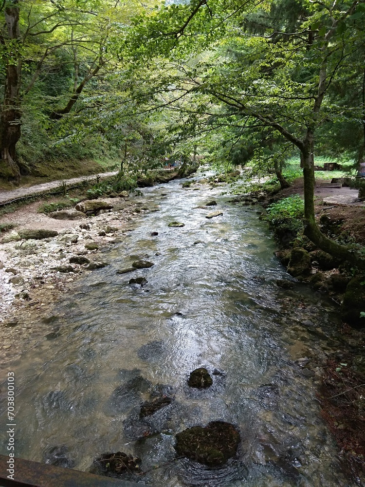 Landscape view of a forest creek in national park of New Athos.