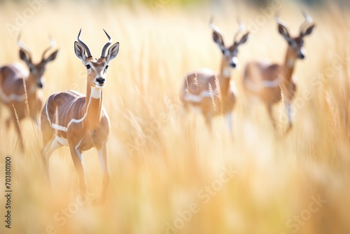 antelope herd running through tall grass