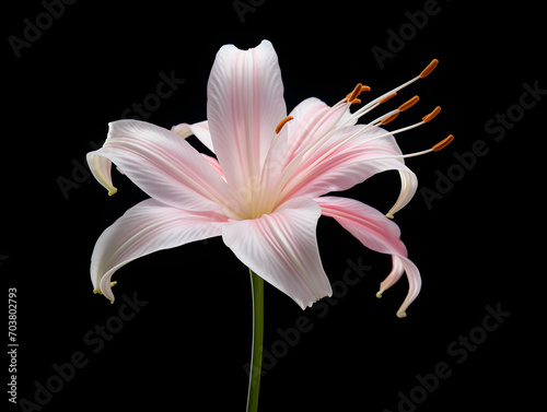 Lily flower in studio background  single lily flower  Beautiful flower images