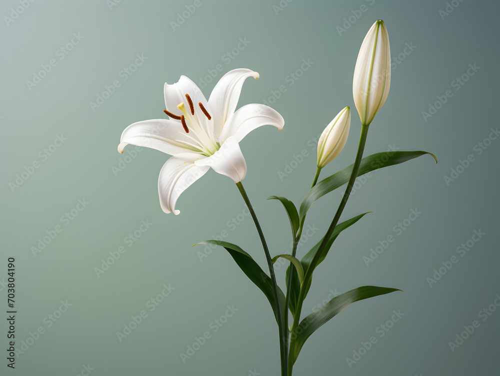 Fototapeta premium Lily flower in studio background, single lily flower, Beautiful flower images