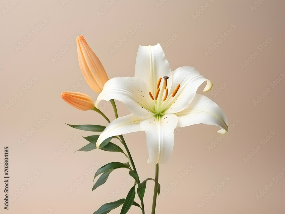 Lily flower in studio background, single lily flower, Beautiful flower images Lily flower in studio background, single lily flower, Beautiful flower images