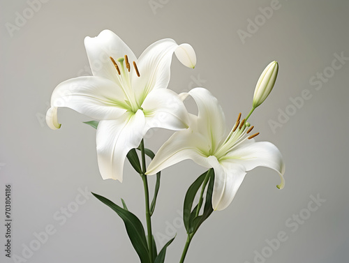 Lily flower in studio background, single lily flower, Beautiful flower images