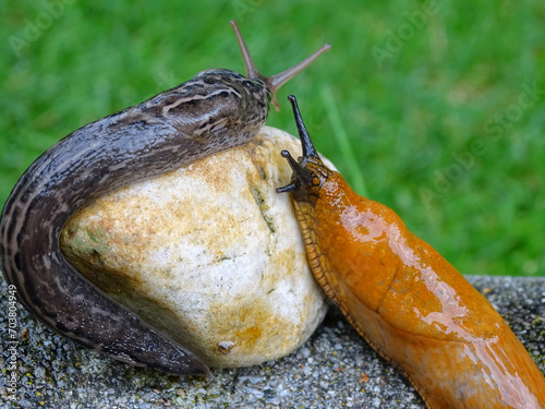 zwei Nacktschnecken sitzen im Gras auf einem STein