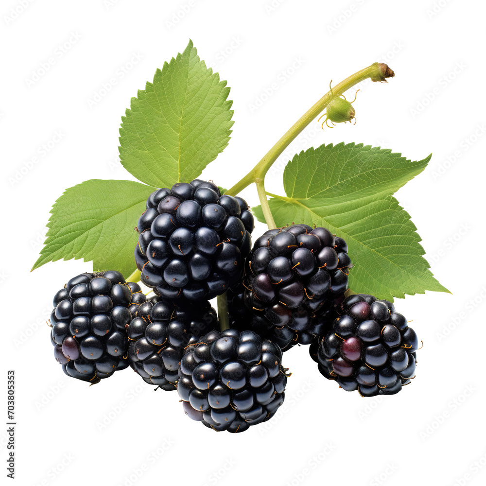 blackberry Isolated on transparent background blackberry Isolated on transparent background