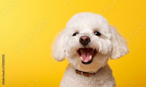Perro sonriente, bichón feliz en fondo amarillo. photo